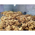 2020 New Crop Fresh Ginger Organic Ginger